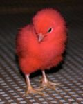 pic for Red chicken